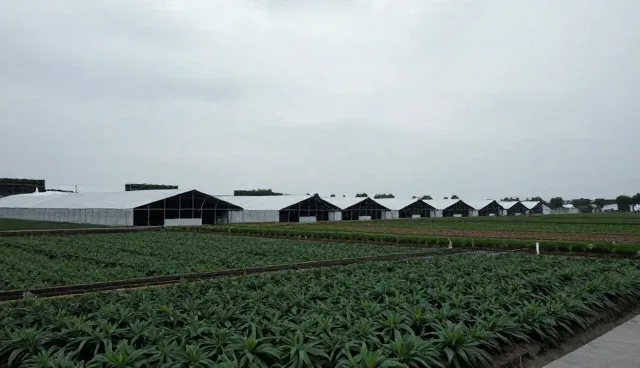 系统集成选型中技术转让的关键考量